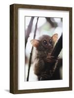 Wild Tarsier Sitting on Tree, N. Sulawesi, Indonesia-Stuart Westmorland-Framed Photographic Print