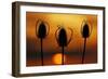 Wild Teasel, Dipsacus Fullonum, Sundown-Herbert Kehrer-Framed Photographic Print