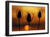 Wild Teasel, Dipsacus Fullonum, Sundown-Herbert Kehrer-Framed Photographic Print