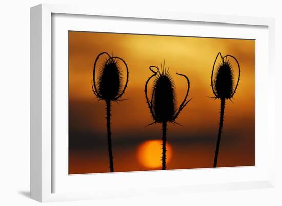 Wild Teasel, Dipsacus Fullonum, Sundown-Herbert Kehrer-Framed Photographic Print