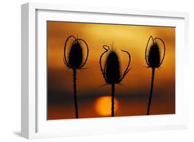 Wild Teasel, Dipsacus Fullonum, Sundown-Herbert Kehrer-Framed Photographic Print