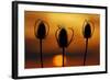 Wild Teasel, Dipsacus Fullonum, Sundown-Herbert Kehrer-Framed Photographic Print