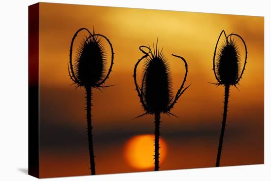 Wild Teasel, Dipsacus Fullonum, Sundown-Herbert Kehrer-Stretched Canvas