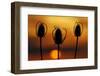 Wild Teasel, Dipsacus Fullonum, Sundown-Herbert Kehrer-Framed Photographic Print