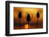 Wild Teasel, Dipsacus Fullonum, Sundown-Herbert Kehrer-Framed Photographic Print