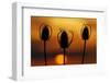 Wild Teasel, Dipsacus Fullonum, Sundown-Herbert Kehrer-Framed Photographic Print