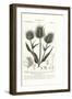 Wild Teasel or Fuller's Teasel, Dipsacus Fullonum-Stanghi Stanghi-Framed Giclee Print