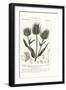 Wild Teasel or Fuller's Teasel, Dipsacus Fullonum-Stanghi Stanghi-Framed Giclee Print