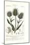 Wild Teasel or Fuller's Teasel, Dipsacus Fullonum-Stanghi Stanghi-Mounted Giclee Print