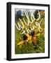 Wild Thing-Kimberly Glover-Framed Giclee Print