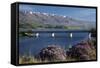Wild Thyme in Flower in Spring, Deadman's Point Bridge and Lake Dunstan, South Island, New Zealand-David Wall-Framed Stretched Canvas