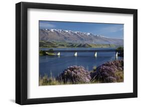 Wild Thyme in Flower in Spring, Deadman's Point Bridge and Lake Dunstan, South Island, New Zealand-David Wall-Framed Photographic Print