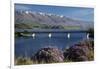 Wild Thyme in Flower in Spring, Deadman's Point Bridge and Lake Dunstan, South Island, New Zealand-David Wall-Framed Photographic Print