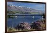 Wild Thyme in Flower in Spring, Deadman's Point Bridge and Lake Dunstan, South Island, New Zealand-David Wall-Framed Premium Photographic Print
