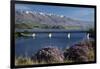 Wild Thyme in Flower in Spring, Deadman's Point Bridge and Lake Dunstan, South Island, New Zealand-David Wall-Framed Premium Photographic Print