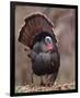 Wild Tom Turkey in a Forest-null-Framed Premium Giclee Print