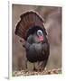 Wild Tom Turkey in a Forest-null-Framed Premium Giclee Print