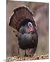 Wild Tom Turkey in a Forest-null-Mounted Premium Giclee Print