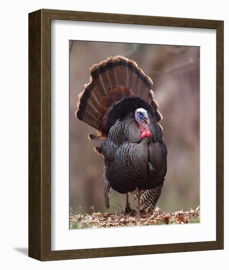 Wild Tom Turkey in a Forest-null-Framed Art Print