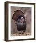 Wild Tom Turkey in a Forest-null-Framed Art Print