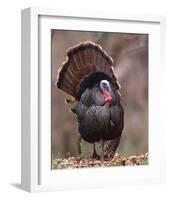 Wild Tom Turkey in a Forest-null-Framed Art Print