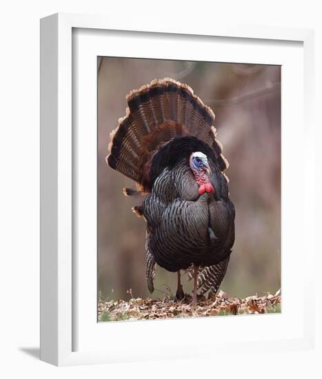 Wild Tom Turkey in a Forest-null-Framed Art Print