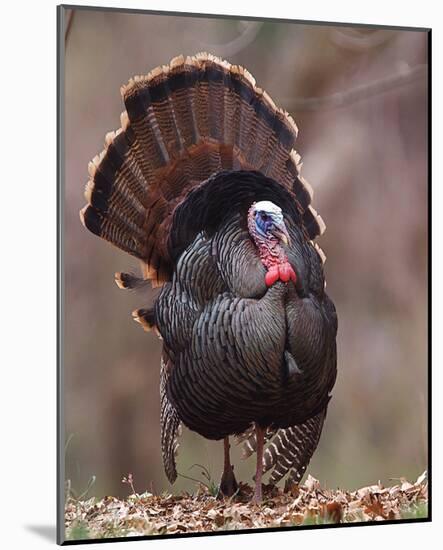 Wild Tom Turkey in a Forest-null-Mounted Art Print
