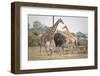 Wild Traffic-Connie Allen-Framed Photographic Print