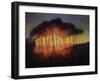 Wild Trees at Sunset, 2002-Antonia Myatt-Framed Giclee Print