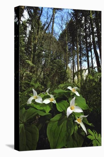 Wild Trillium Flowers along Trail-Steve Terrill-Stretched Canvas
