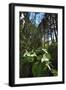 Wild Trillium Flowers along Trail-Steve Terrill-Framed Photographic Print