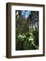 Wild Trillium Flowers along Trail-Steve Terrill-Framed Photographic Print