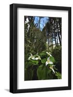 Wild Trillium Flowers along Trail-Steve Terrill-Framed Photographic Print