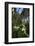 Wild Trillium Flowers along Trail-Steve Terrill-Framed Photographic Print