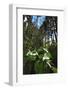 Wild Trillium Flowers along Trail-Steve Terrill-Framed Photographic Print