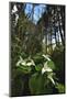 Wild Trillium Flowers along Trail-Steve Terrill-Mounted Photographic Print