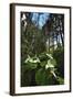 Wild Trillium Flowers along Trail-Steve Terrill-Framed Photographic Print