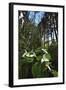 Wild Trillium Flowers along Trail-Steve Terrill-Framed Photographic Print