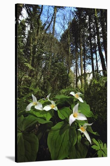 Wild Trillium Flowers along Trail-Steve Terrill-Stretched Canvas
