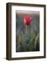 Wild Tulip (Tulipa Schrenkii) Flower in Frost, Rostovsky Nature Reserve, Rostov Region, Russia-Shpilenok-Framed Photographic Print