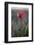 Wild Tulip (Tulipa Schrenkii) Flower in Frost, Rostovsky Nature Reserve, Rostov Region, Russia-Shpilenok-Framed Photographic Print