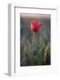 Wild Tulip (Tulipa Schrenkii) Flower in Frost, Rostovsky Nature Reserve, Rostov Region, Russia-Shpilenok-Framed Photographic Print