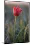 Wild Tulip (Tulipa Schrenkii) Flower in Frost, Rostovsky Nature Reserve, Rostov Region, Russia-Shpilenok-Mounted Photographic Print