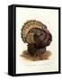 Wild Turkey, 1864-null-Framed Stretched Canvas