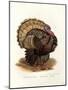 Wild Turkey, 1864-null-Mounted Giclee Print