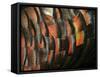 Wild Turkey Feather Close-up, Las Colmenas Ranch, Hidalgo County, Texas, USA-Arthur Morris-Framed Stretched Canvas