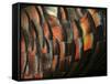 Wild Turkey Feather Close-up, Las Colmenas Ranch, Hidalgo County, Texas, USA-Arthur Morris-Framed Stretched Canvas