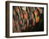 Wild Turkey Feather Close-up, Las Colmenas Ranch, Hidalgo County, Texas, USA-Arthur Morris-Framed Premium Photographic Print