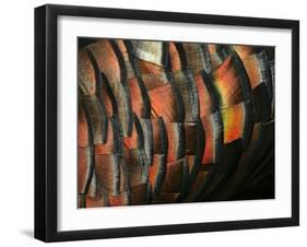 Wild Turkey Feather Close-up, Las Colmenas Ranch, Hidalgo County, Texas, USA-Arthur Morris-Framed Premium Photographic Print