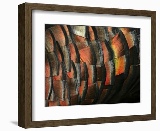 Wild Turkey Feather Close-up, Las Colmenas Ranch, Hidalgo County, Texas, USA-Arthur Morris-Framed Photographic Print